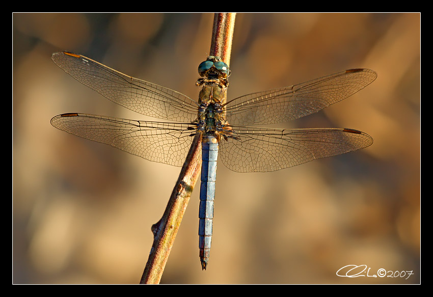 Orthetrum coerulescens- Maschio